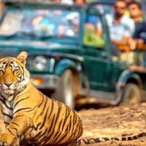 Pench National Park Tiger Safari