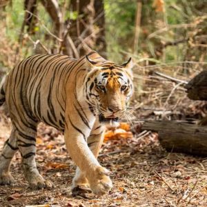 Kanha National Park Tiger Safari